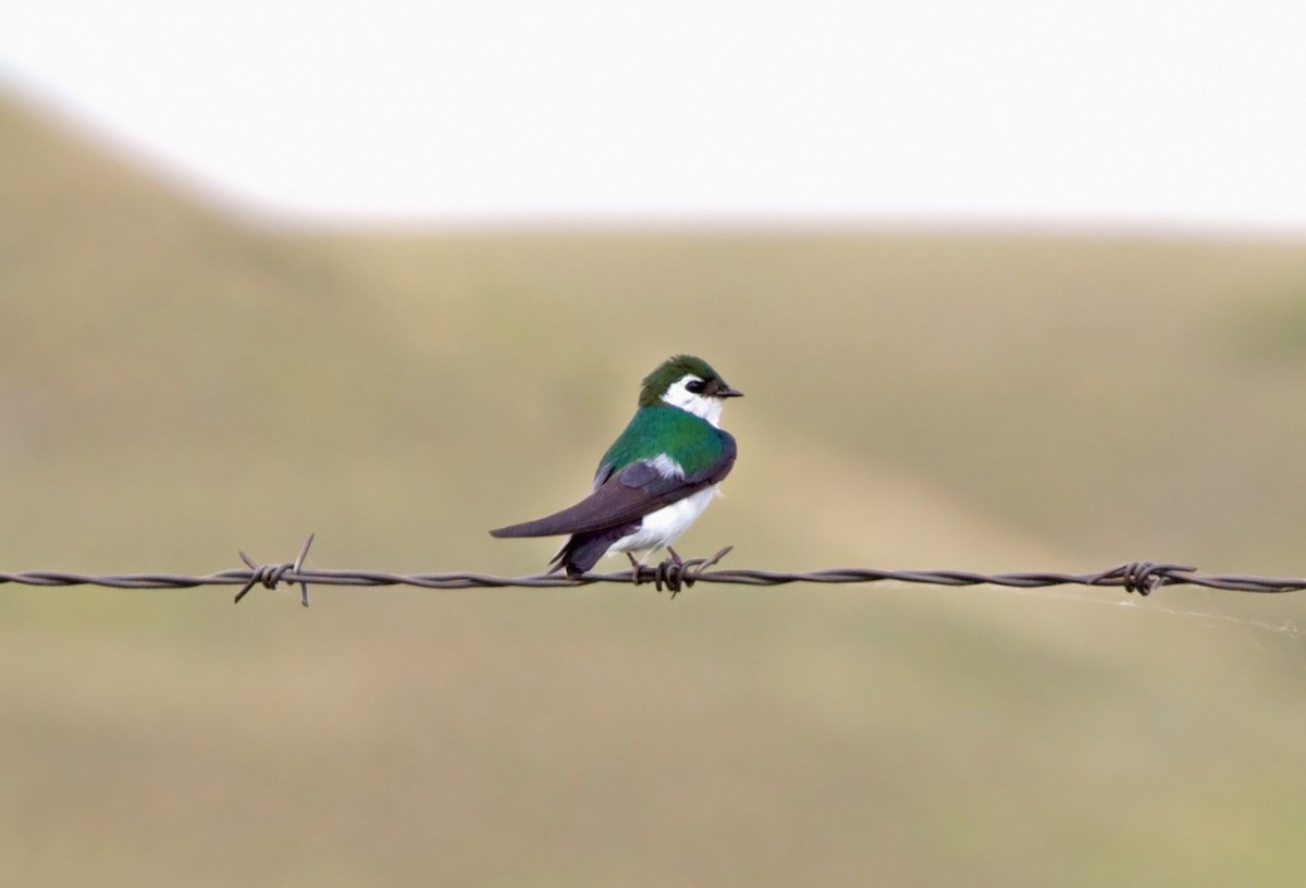 Violet-green Swallow - ML589850711