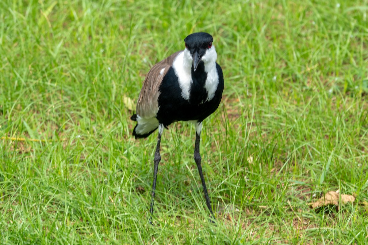 Spur-winged Lapwing - ML589850991