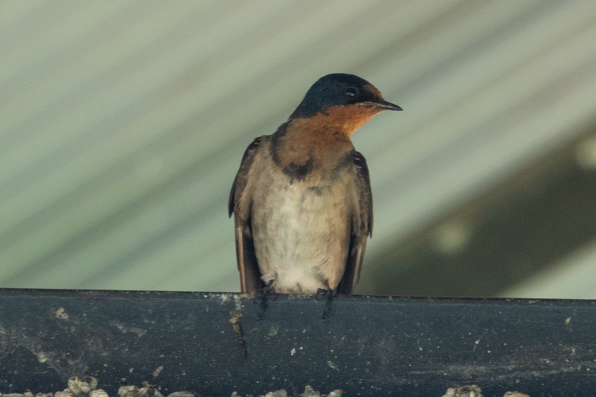 Angola Swallow - Hoiman Low