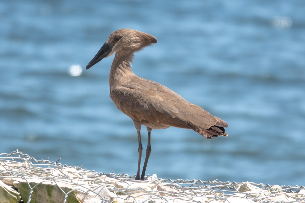 Hamerkop - Hoiman Low