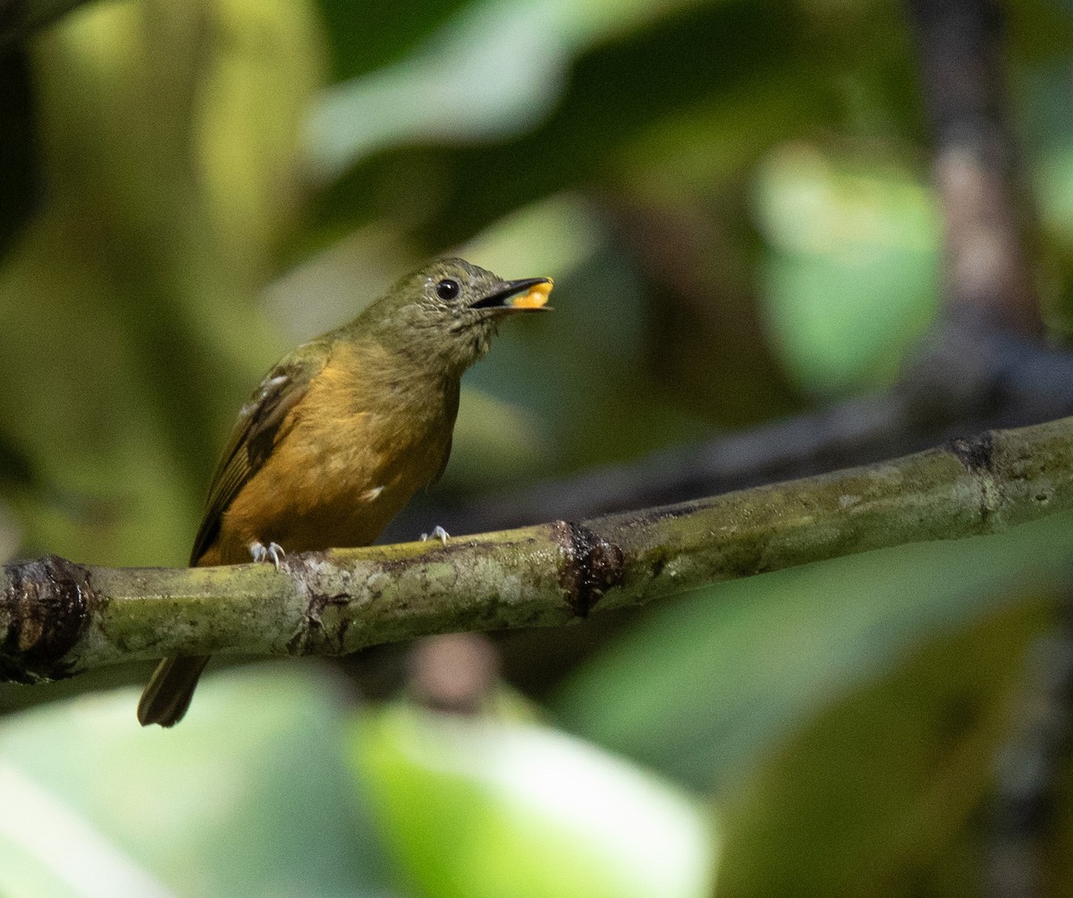 Sierra de Lema Flycatcher - ML589851181