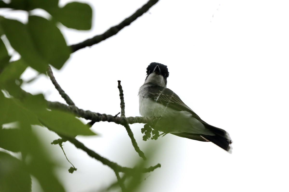 Eastern Kingbird - ML589852691