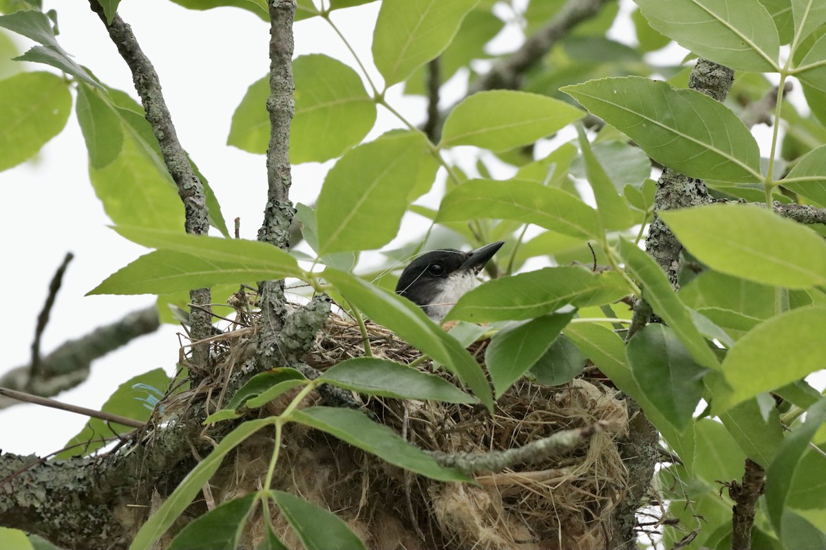 Eastern Kingbird - ML589852701