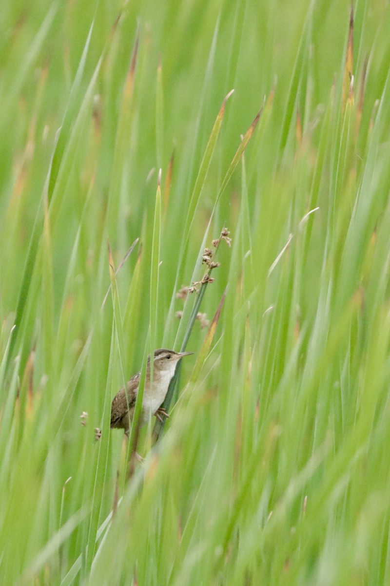 Marsh Wren - ML589852851