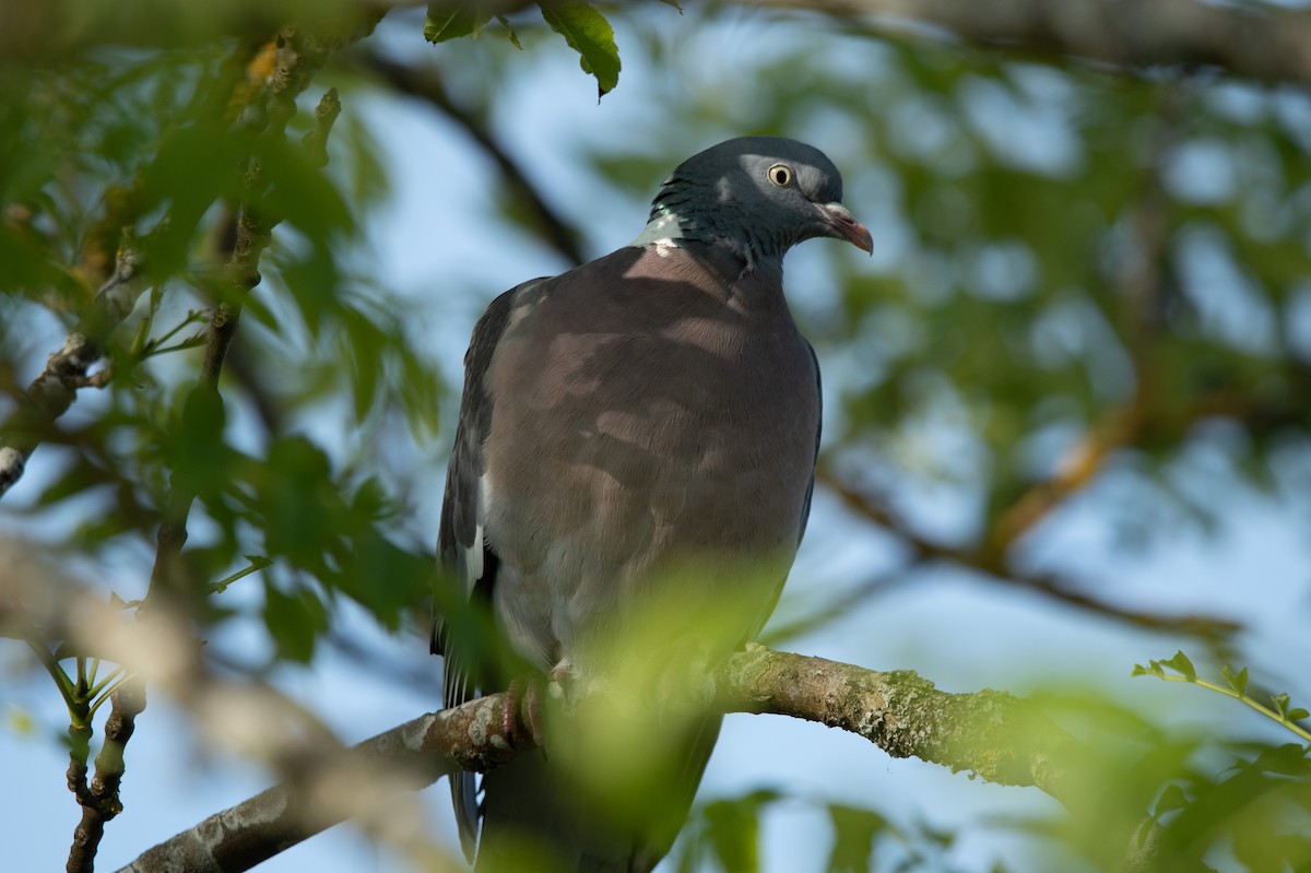 Common Wood-Pigeon - ML589854051