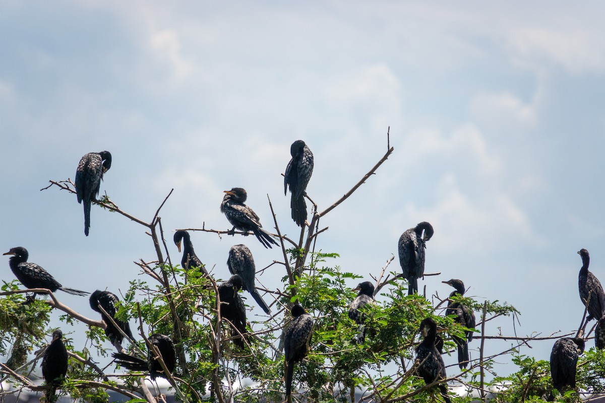 Long-tailed Cormorant - ML589854151