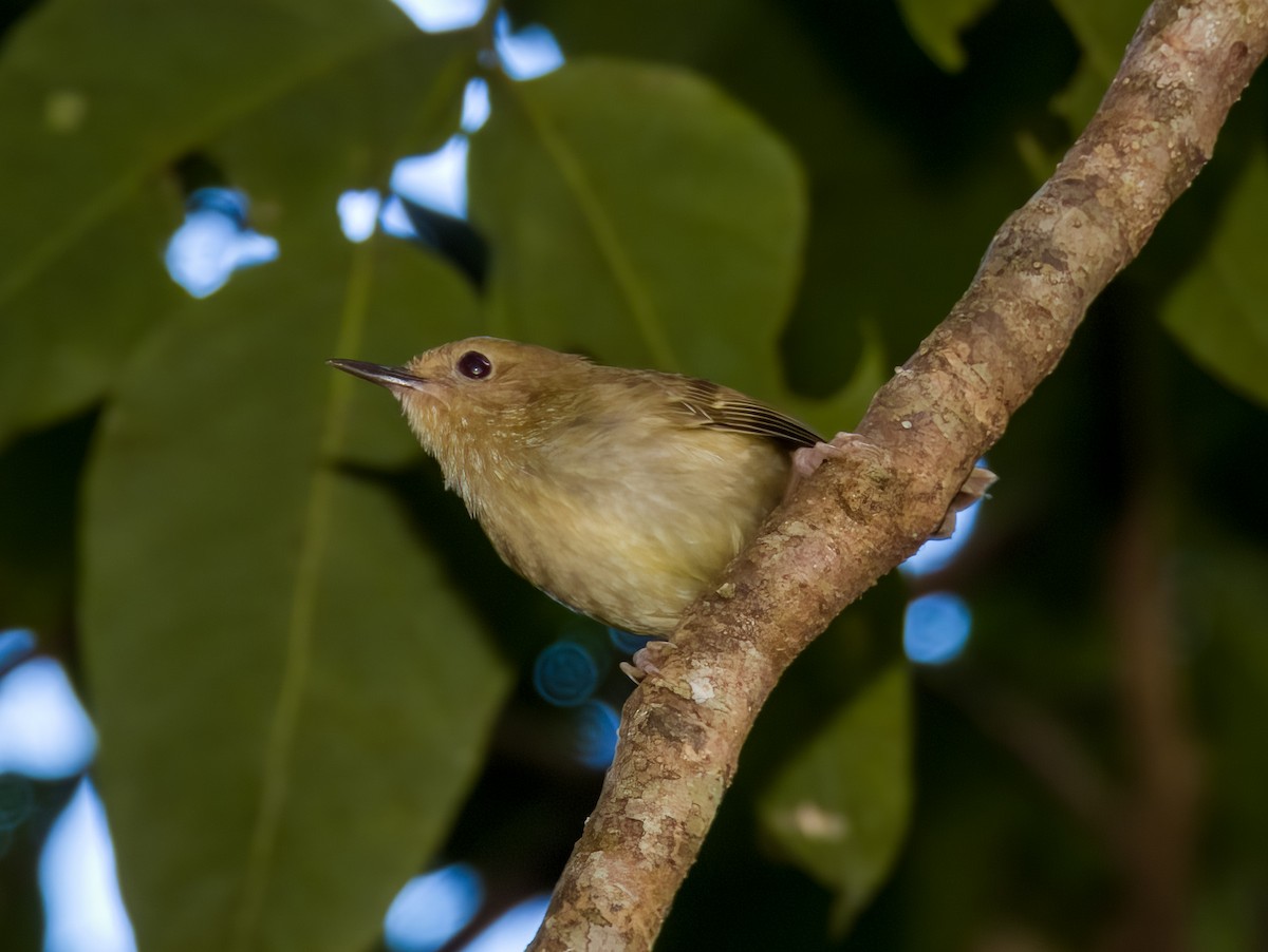 Large-billed Scrubwren - ML589854271