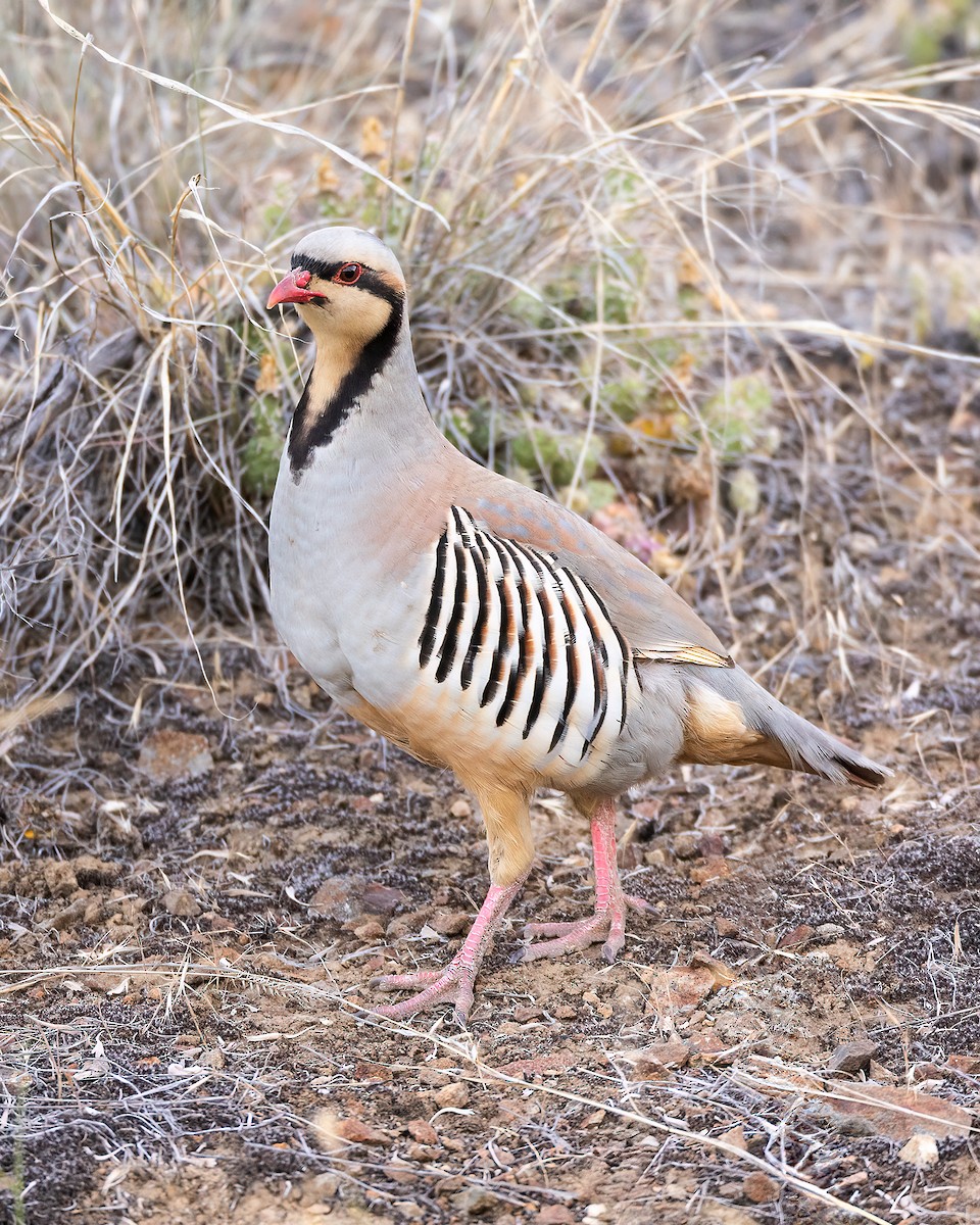 Chukar - ML589855101