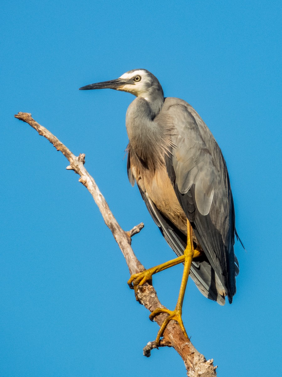 White-faced Heron - ML589855621