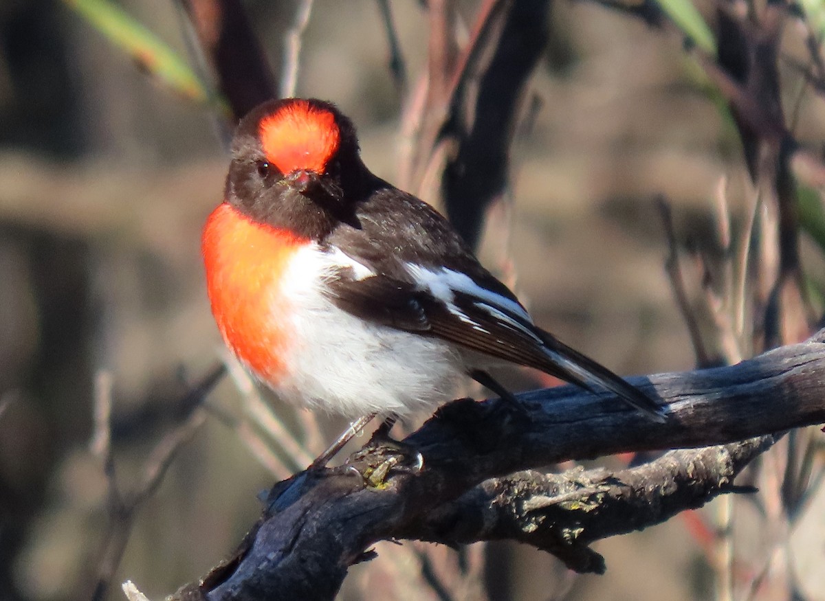 Red-capped Robin - ML589855661