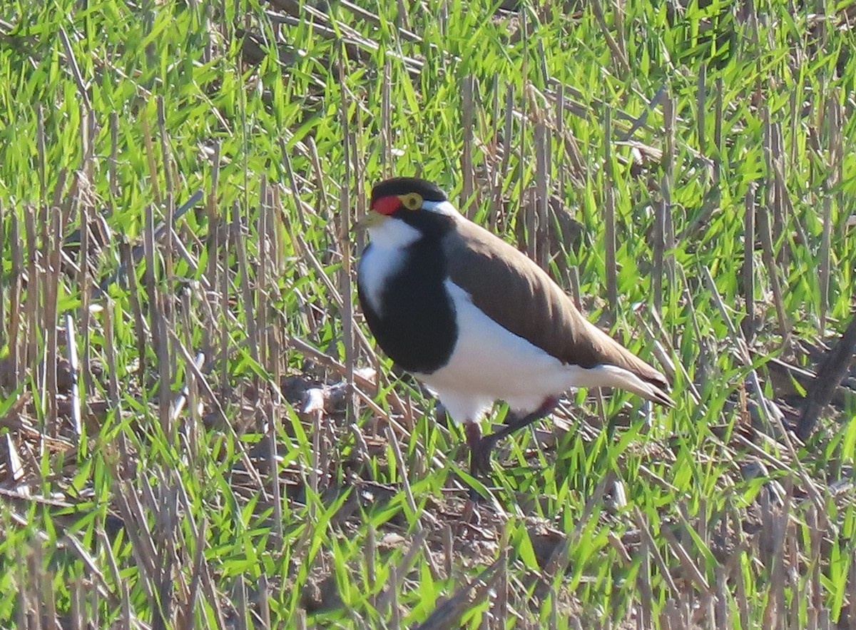 Banded Lapwing - ML589855871