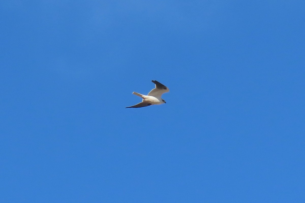 Black-shouldered Kite - ML589856091