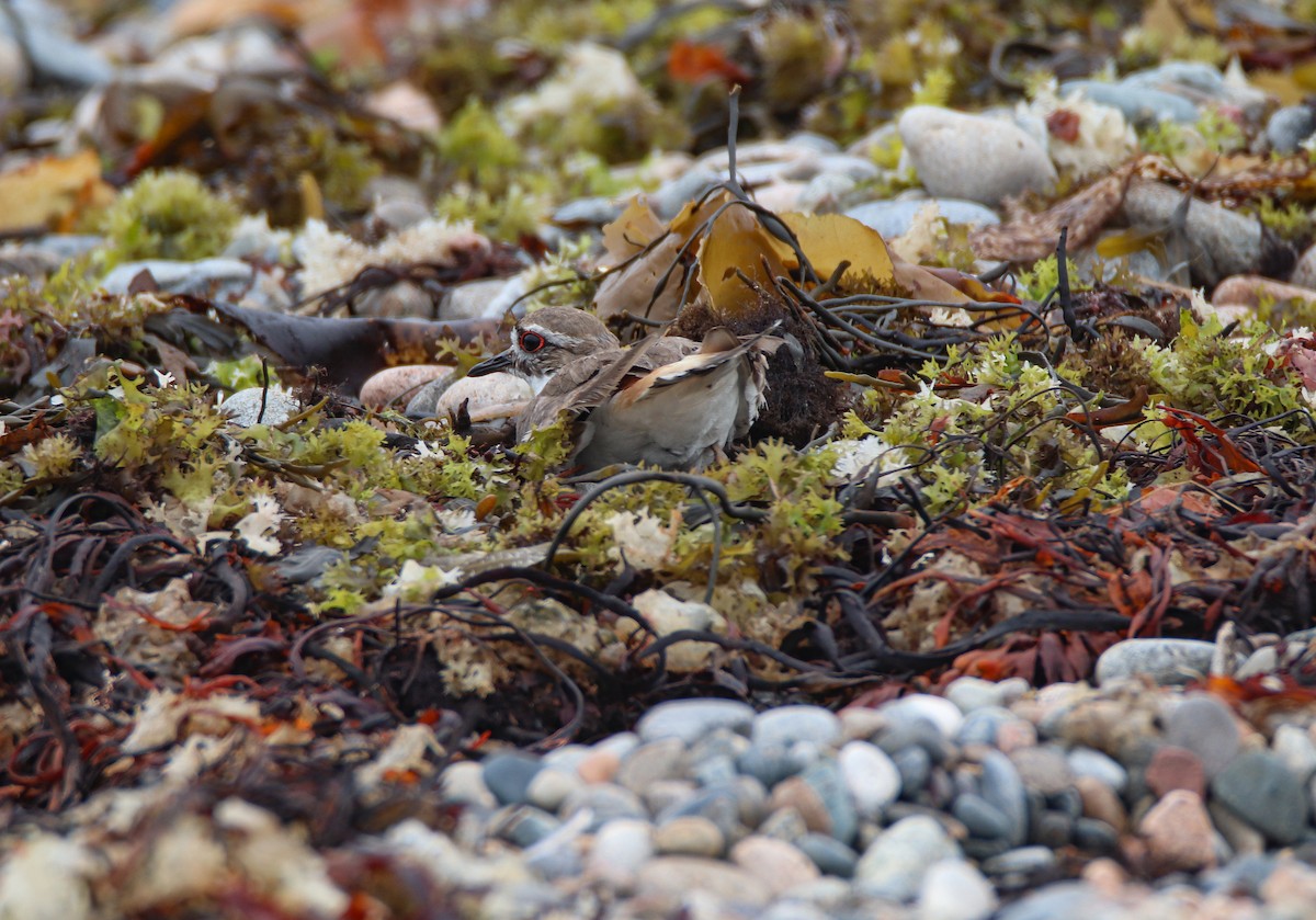 Killdeer - ML589856221