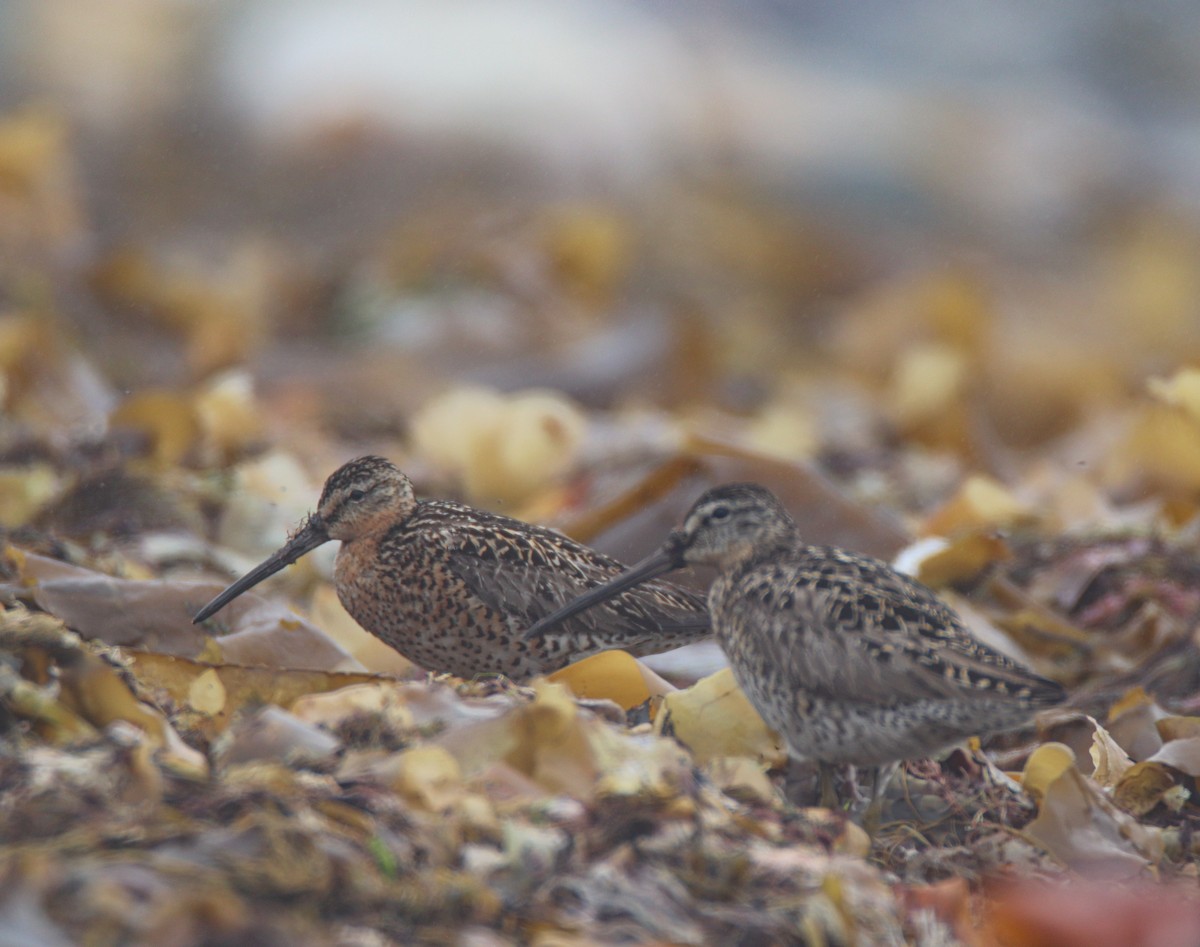 Short-billed Dowitcher - Zachary Holderby