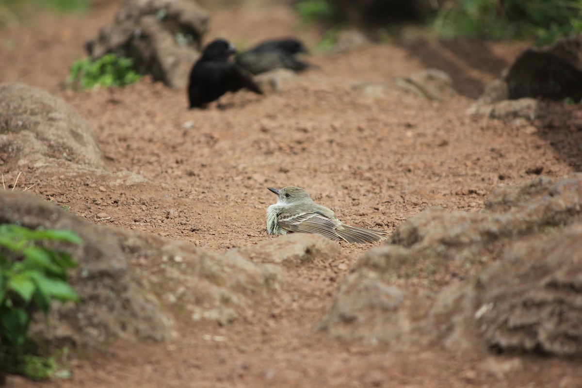 Galapagos Flycatcher - ML589857151