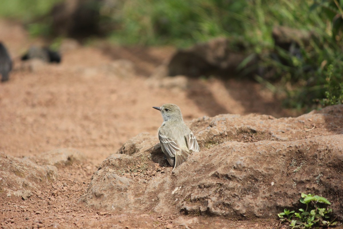 Galapagos Flycatcher - ML589857161