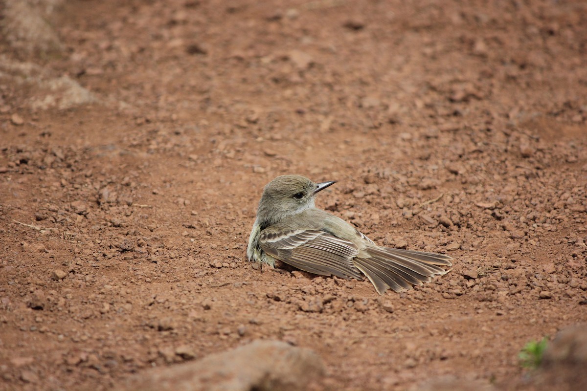 Galapagos Flycatcher - ML589857171