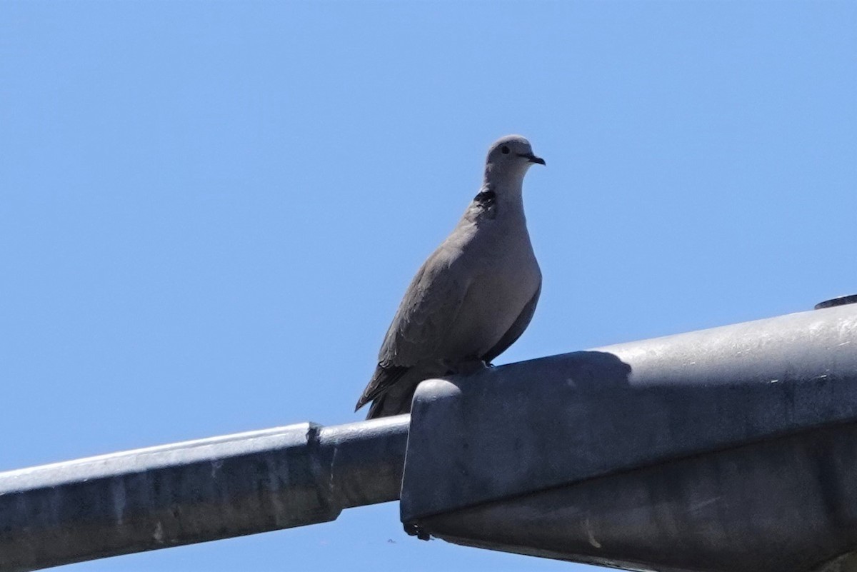 Eurasian Collared-Dove - ML589858231