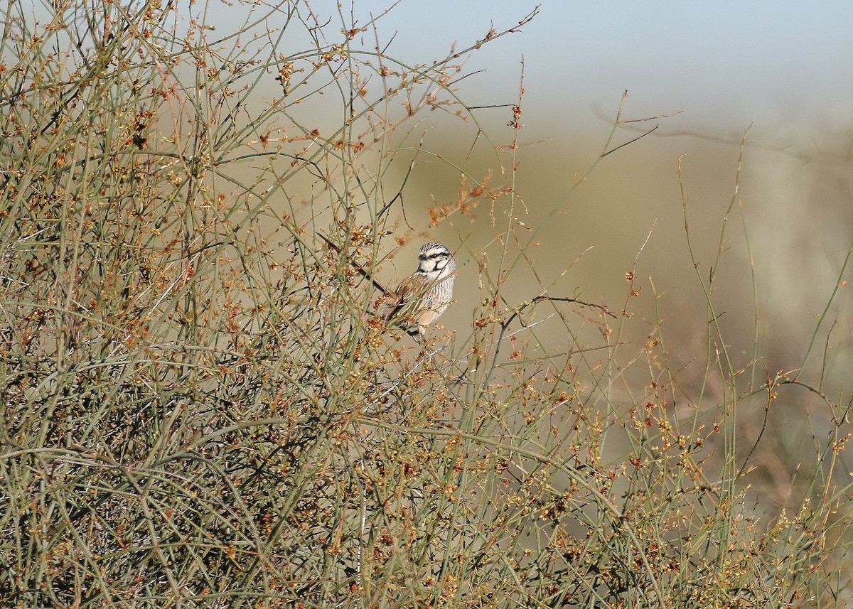 Gray Grasswren - Martin Allen