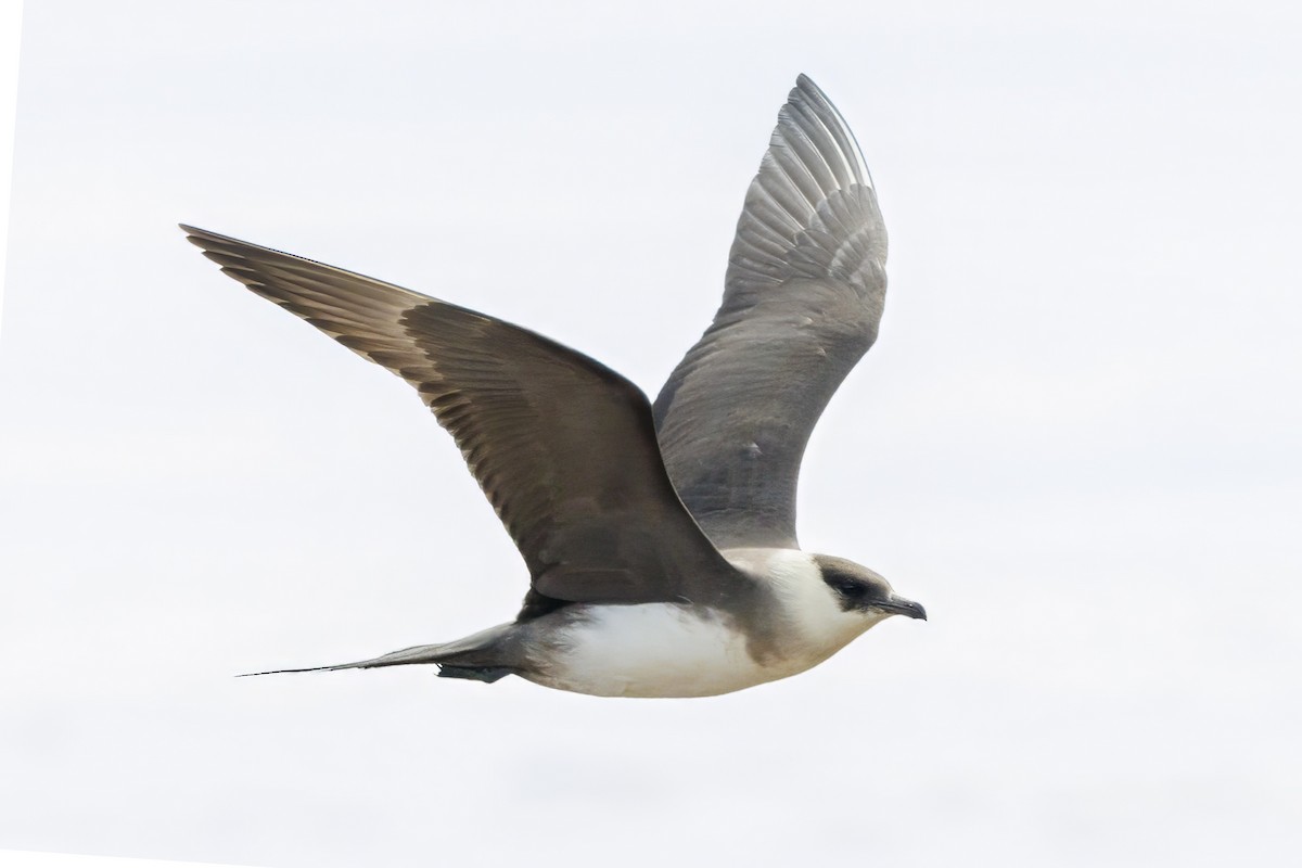 Parasitic Jaeger - ML589860461