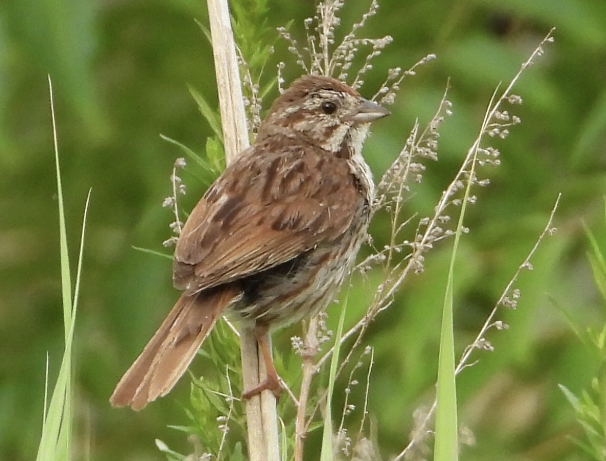 Song Sparrow - ML589862081