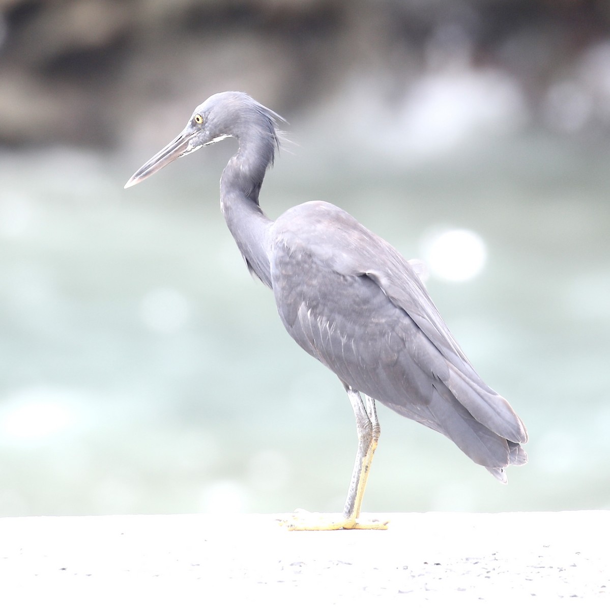 Pacific Reef-Heron - ML589862471