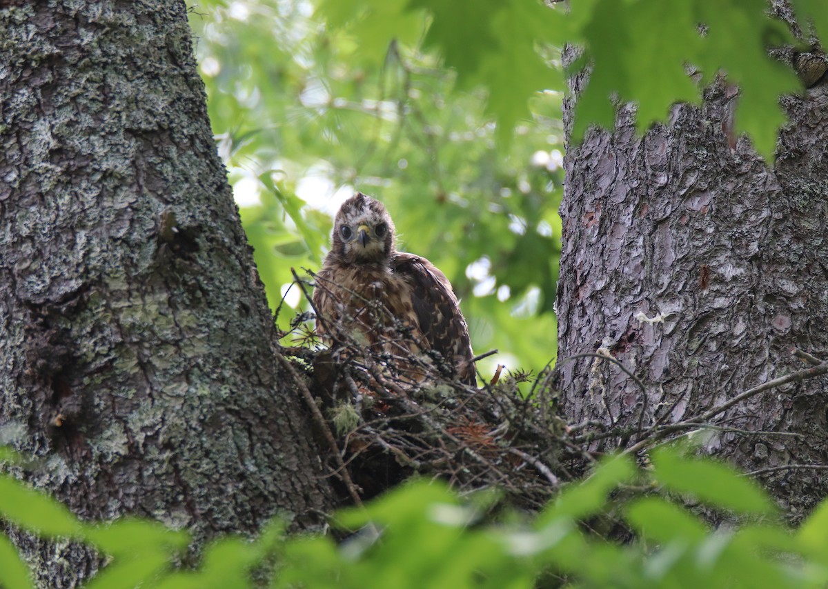 Red-shouldered Hawk - ML589862921