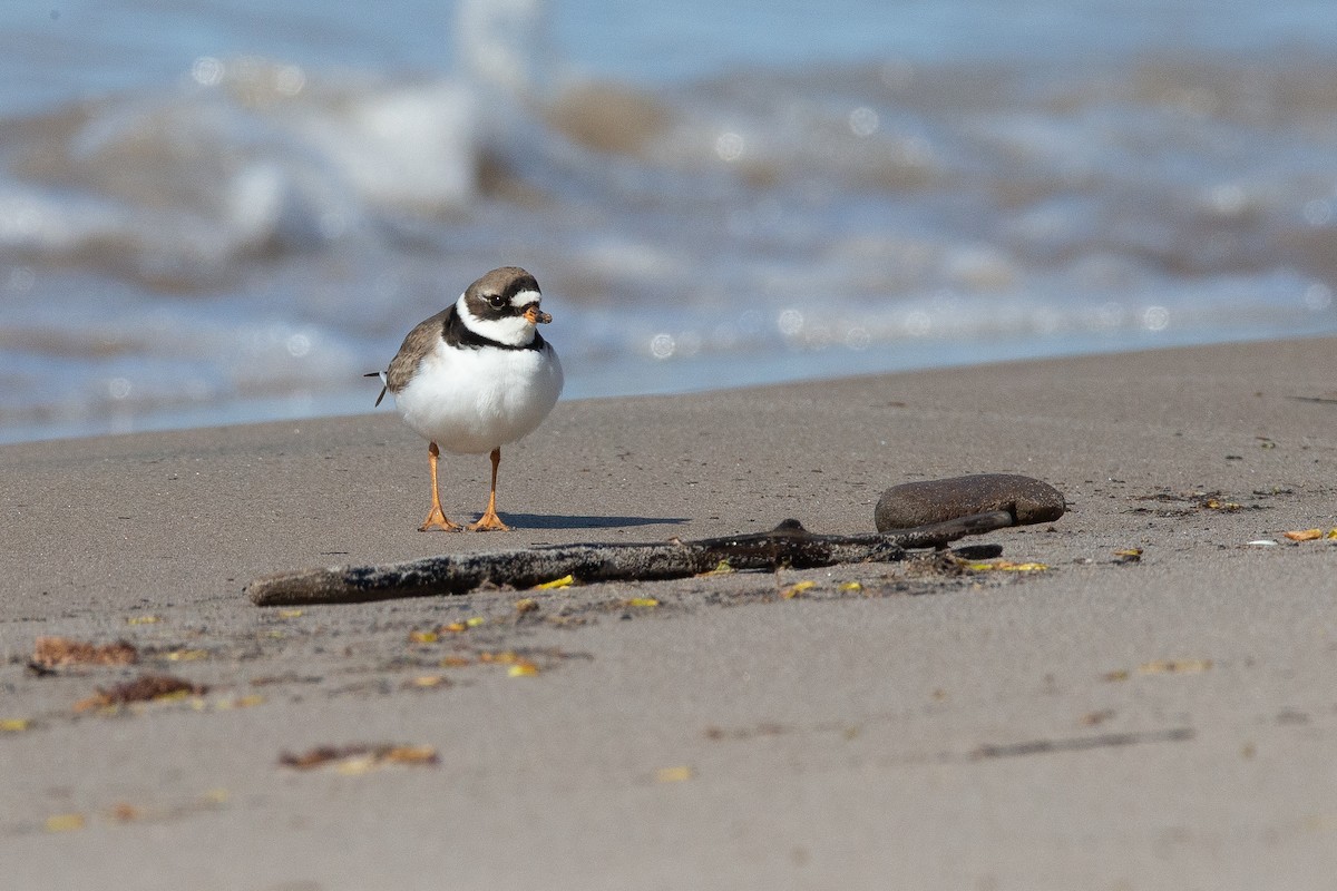 Semipalmated Plover - ML589863091