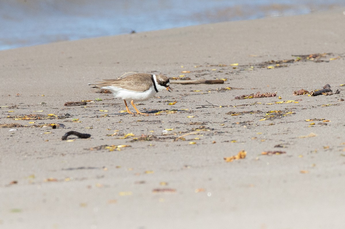 Semipalmated Plover - ML589863101