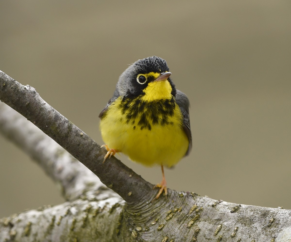 Canada Warbler - ML58986321