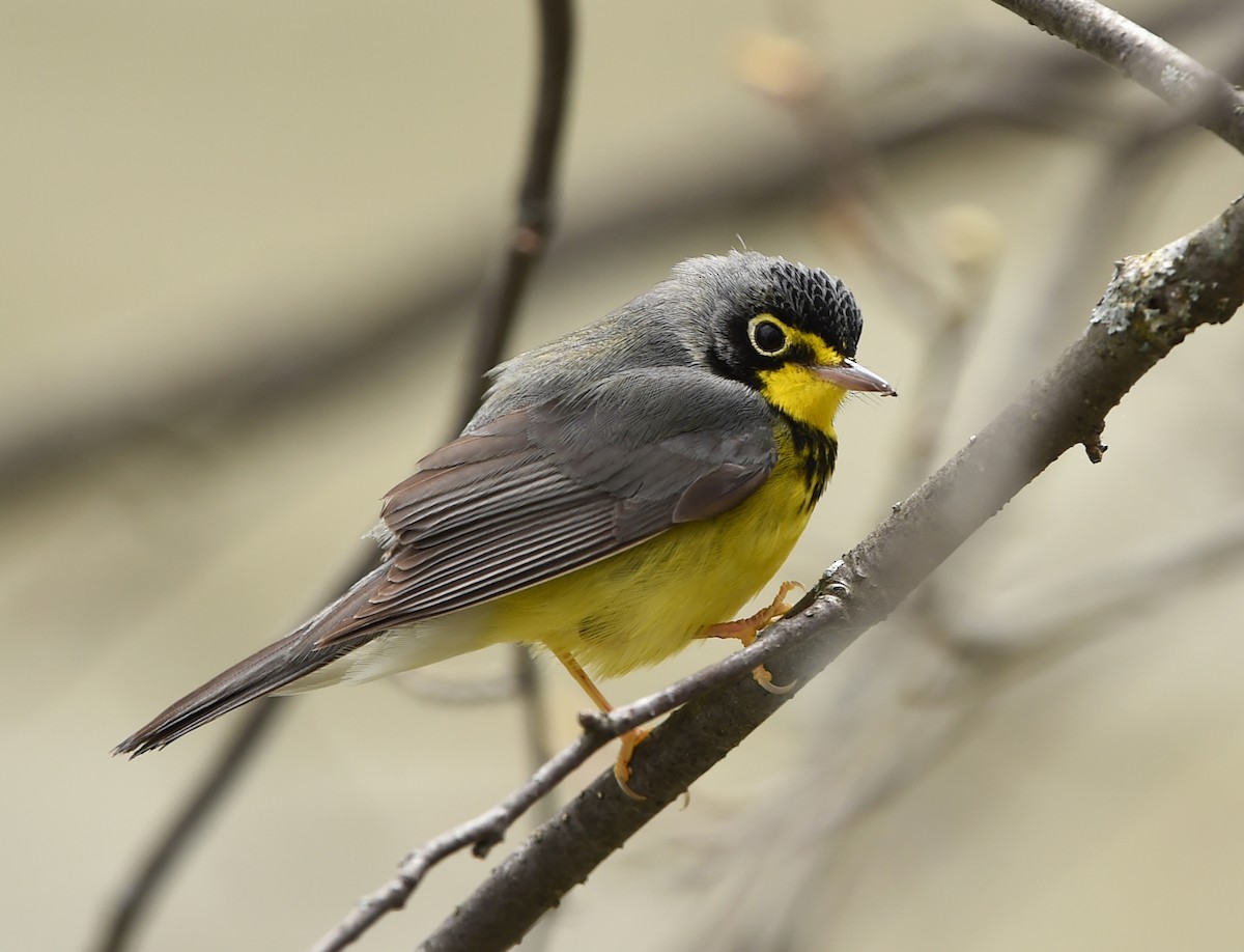 Canada Warbler - Raymond Ladurantaye