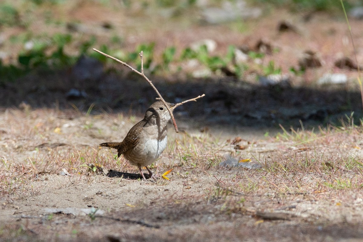 House Wren - André Turcot