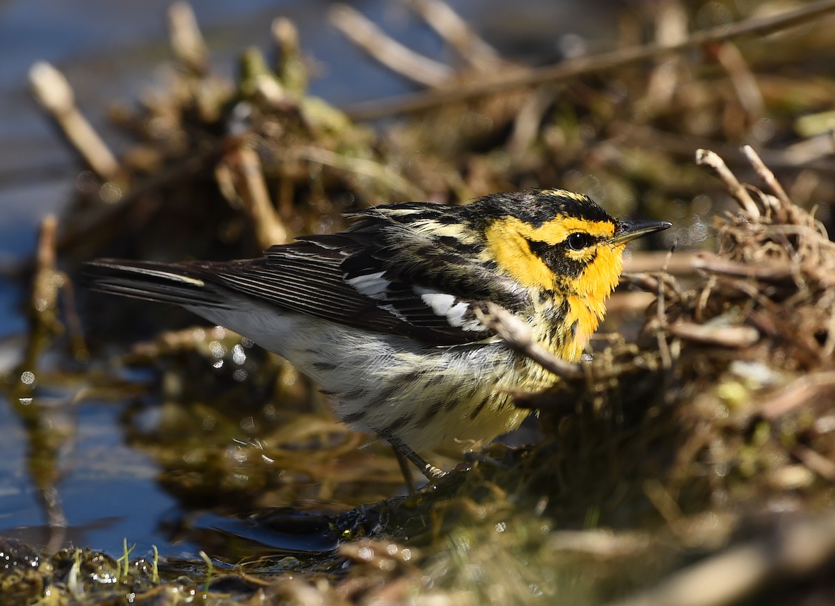 Blackburnian Warbler - ML58986371