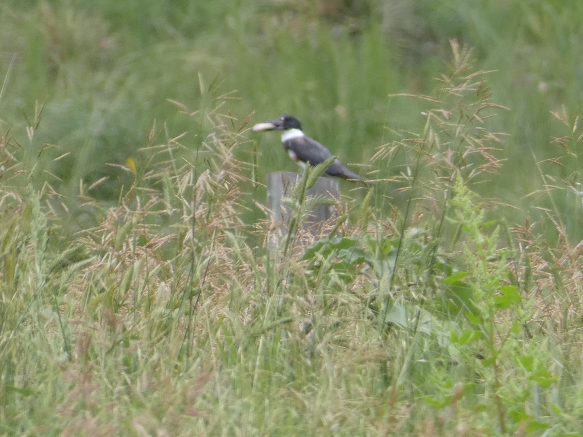 Belted Kingfisher - ML589863821