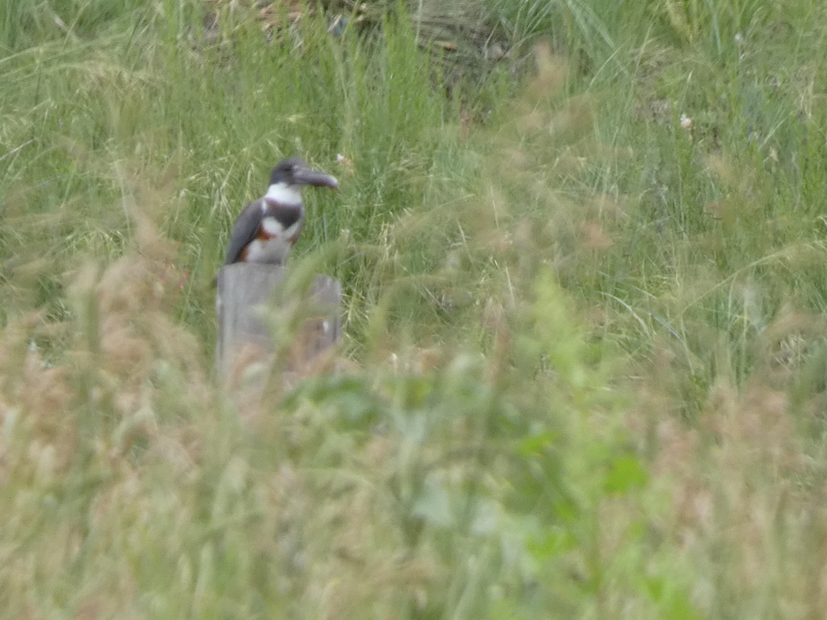 Belted Kingfisher - ML589863831