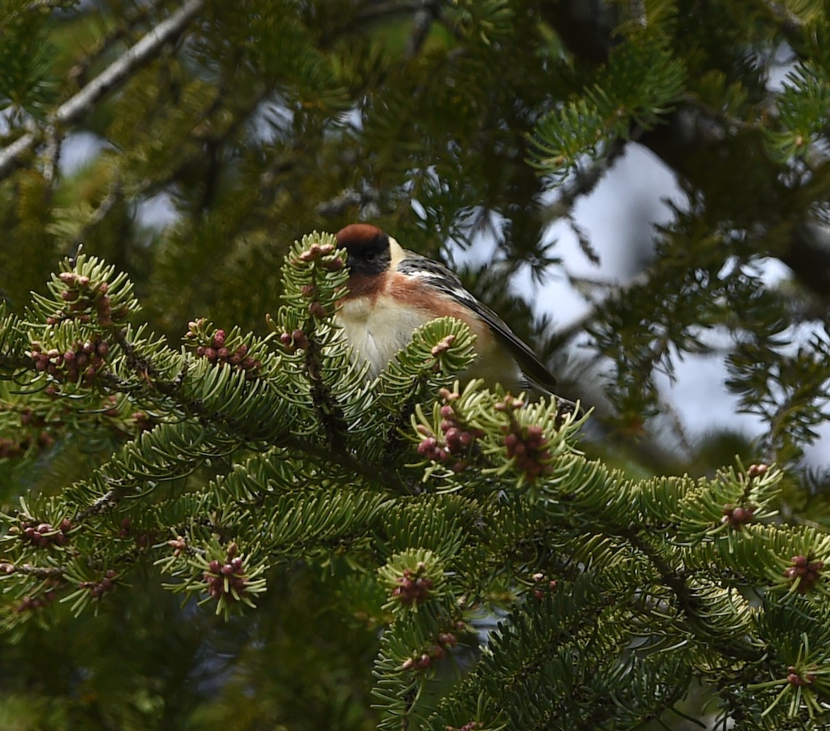 Bay-breasted Warbler - ML58986411