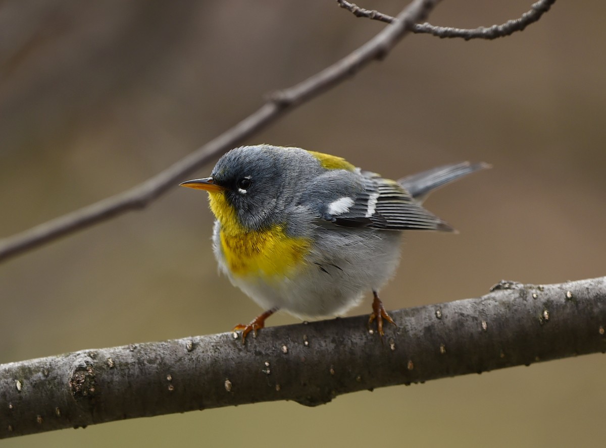 Northern Parula - ML58986421