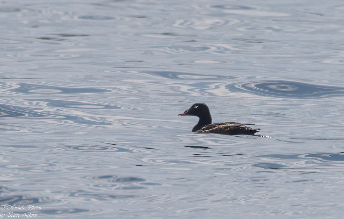 White-winged Scoter - ML589864381