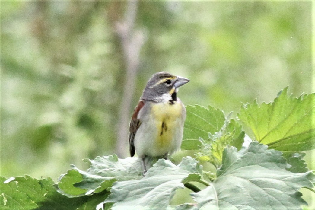 Dickcissel - ML589864611