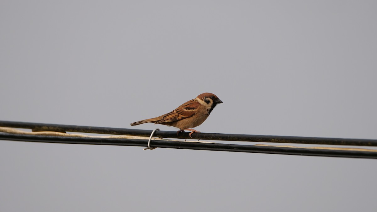 Eurasian Tree Sparrow - ML589864761