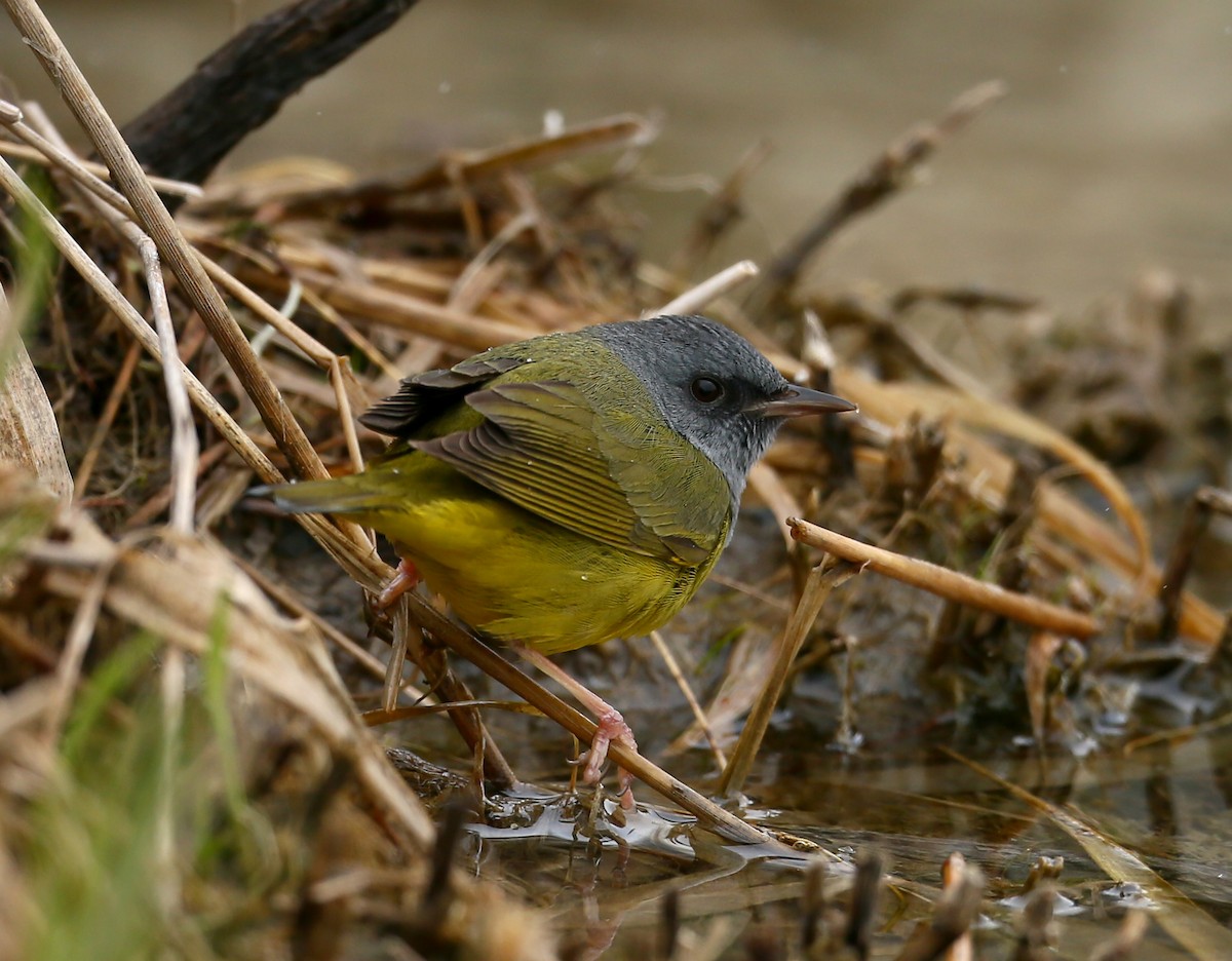 Mourning Warbler - Raymond Ladurantaye