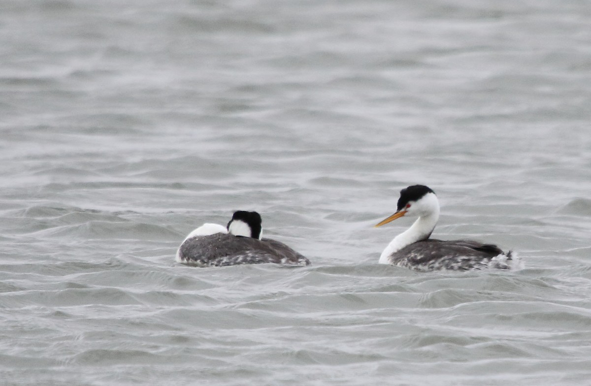 Clark's Grebe - Myles McNally