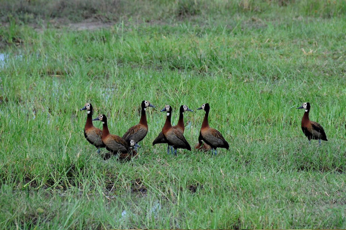 White-faced Whistling-Duck - Laurence Green