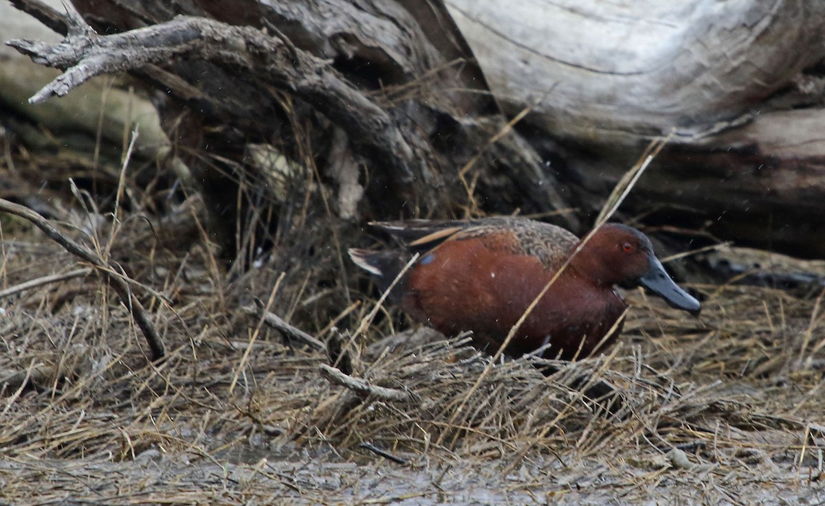 Cinnamon Teal - Myles McNally