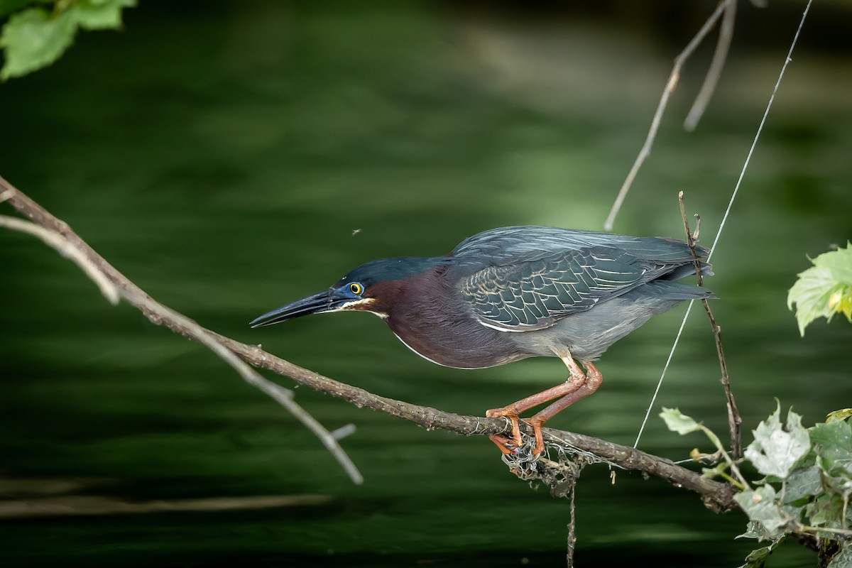 Green Heron - ML589867901