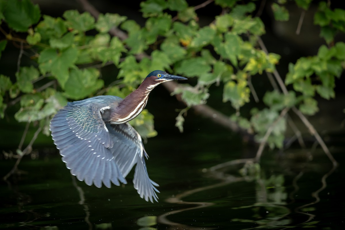 Green Heron - ML589867911