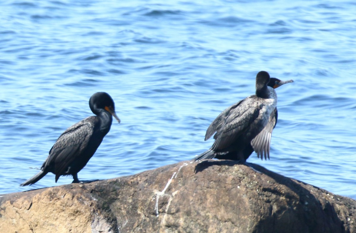 Double-crested Cormorant - C. Jackson