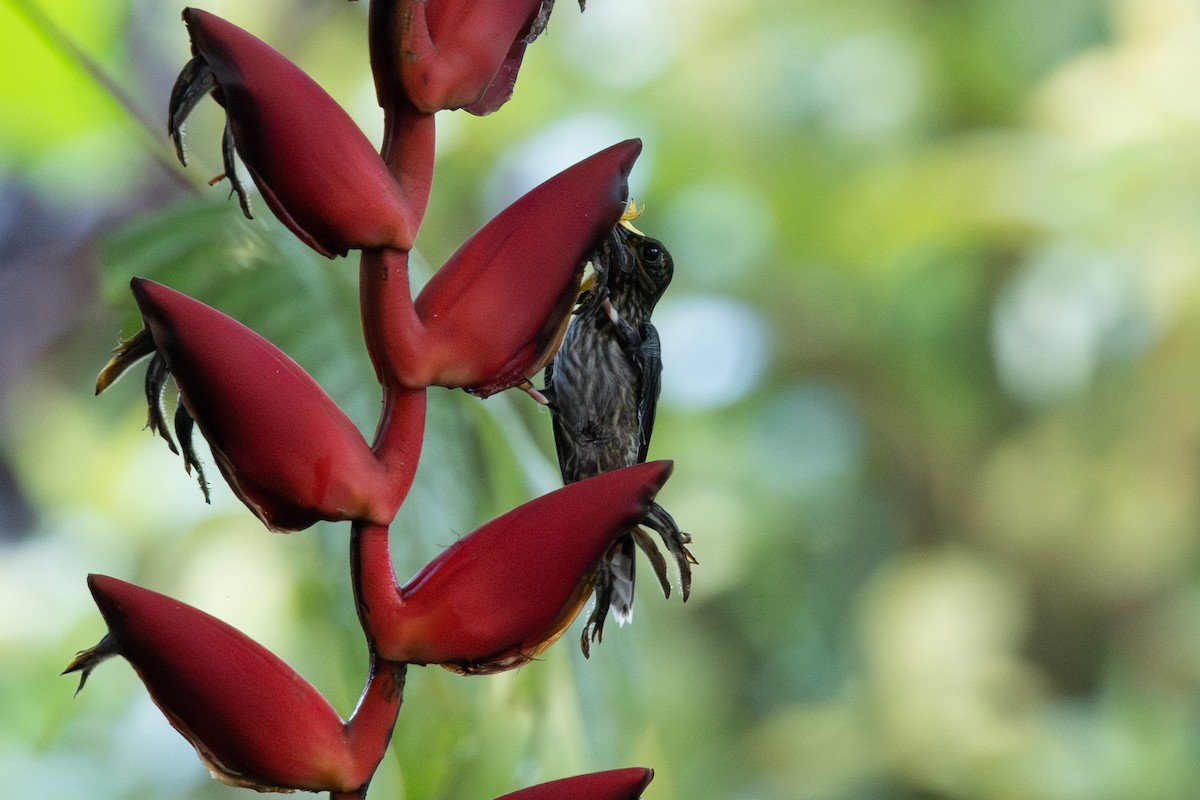 White-tipped Sicklebill - ML589870521