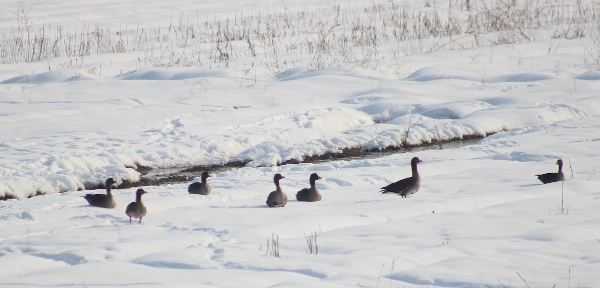 Lesser White-fronted Goose - ML58987111