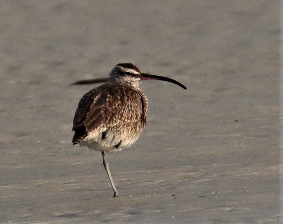 Whimbrel - ML589871901